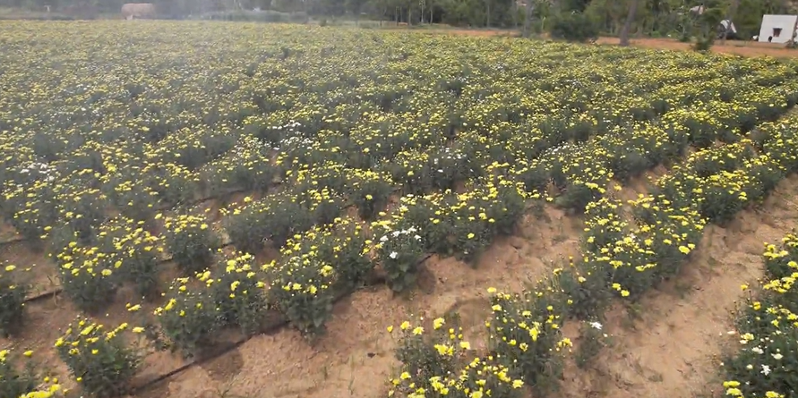 Chrysanthemum Field (Chamanthi)