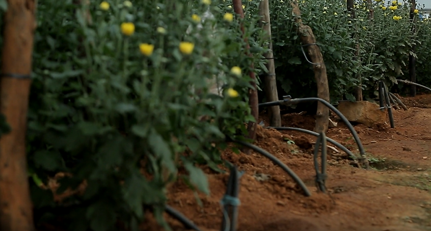 Drip Irrigation Systems